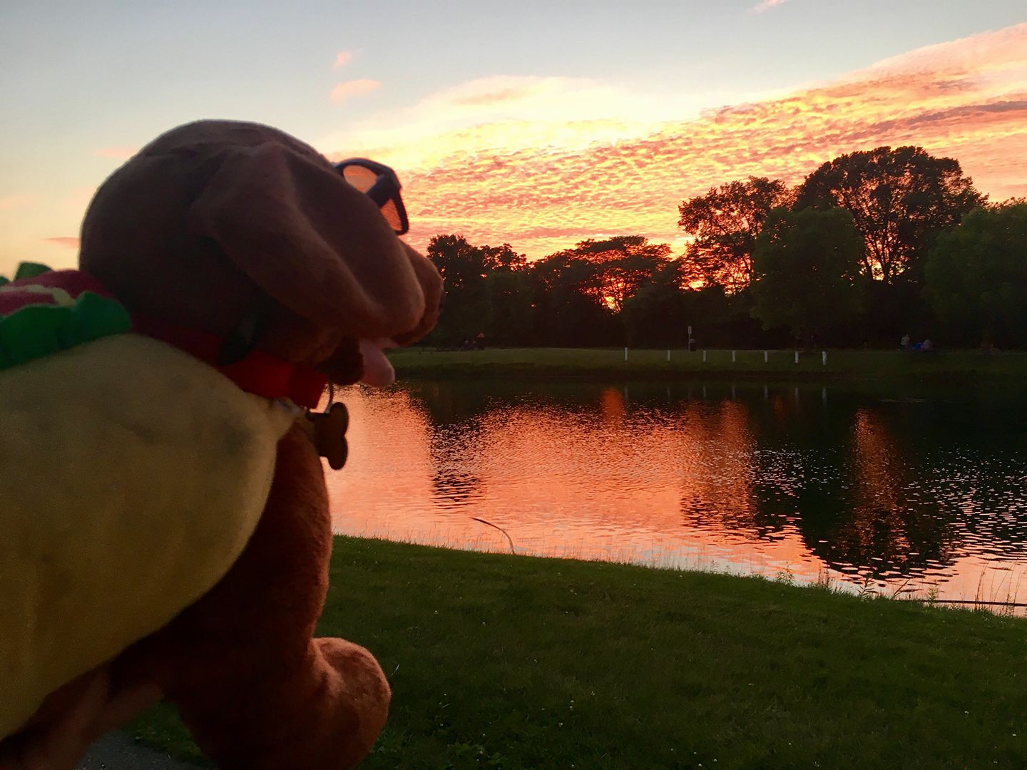 Cruisin' Custom Coneys dog by the water at sunset